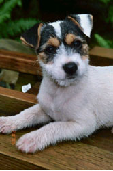 Parson Russell Terrier