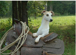 \whippet