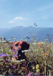 Rhodesian Ridgeback