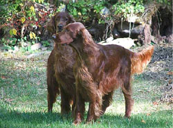 Irish Setter