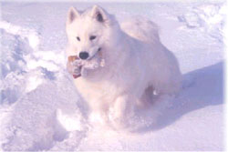 Samoyed