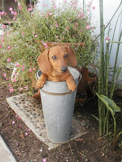 Dachshund