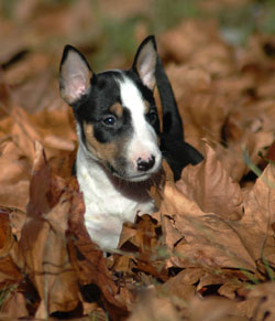 Bull Terrier