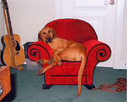 Redboned Coonhound