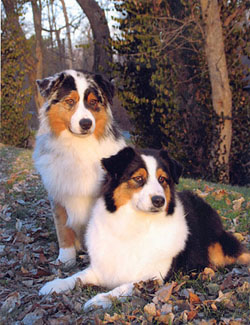 Australian Sheepdogs