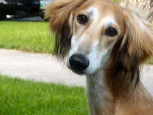 Saluki