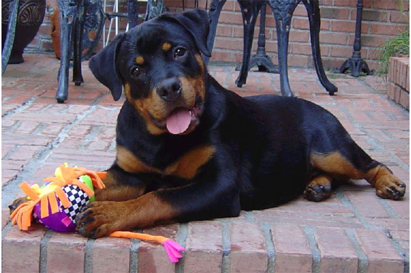 Rottweiler