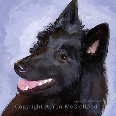 Belgian Sheepdog/Groenendael