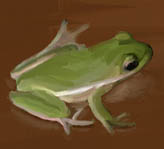 frog