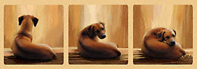 Rhodesian Ridgeback Ridgeback Trio