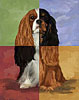 The Musketeer Cavalier King Charles Spaniel