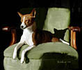 Basenji Catching Some Rays