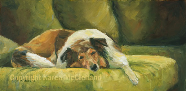 Shetland Sheepdog -- Sheltie